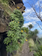 Xerochrysum frutescens