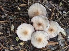 Candolleomyces candolleanus