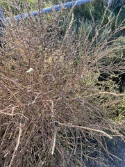 Bassia scoparia