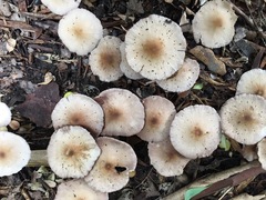 Candolleomyces candolleanus