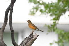 Turdus chrysolaus