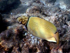 Chaetodon citrinellus