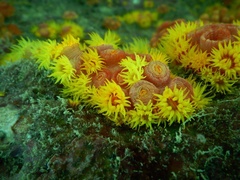 Tubastraea coccinea