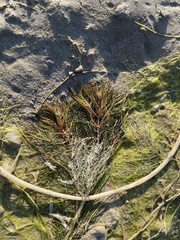Myriophyllum sibiricum