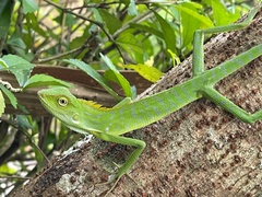 Bronchocela jubata