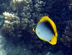 Chaetodon melannotus