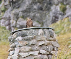 Falco novaeseelandiae