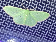 Nemoria lixaria