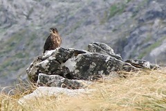 Falco novaeseelandiae