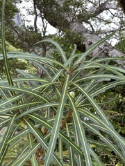 Pseudopanax