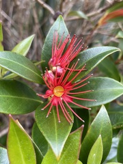 Metrosideros umbellata