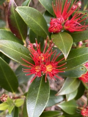 Metrosideros umbellata