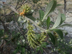 Salix alaxensis