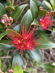 Metrosideros umbellata