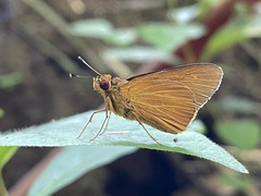 Xanthoneura corissa
