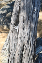 Juniperus maritima