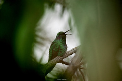 Colibri thalassinus