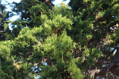 Juniperus maritima