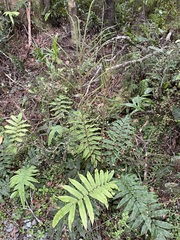 Blechnum procerum