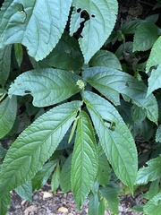 Elatostema