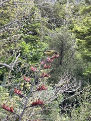 Anthornis melanura