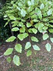 Nothofagus fusca