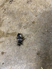 Creophilus maxillosus