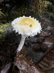 Stropharia ambigua