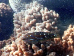 Halichoeres melanurus