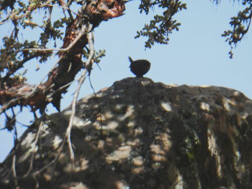 Puna Tapaculo (Scytalopus simonsi), photo 4