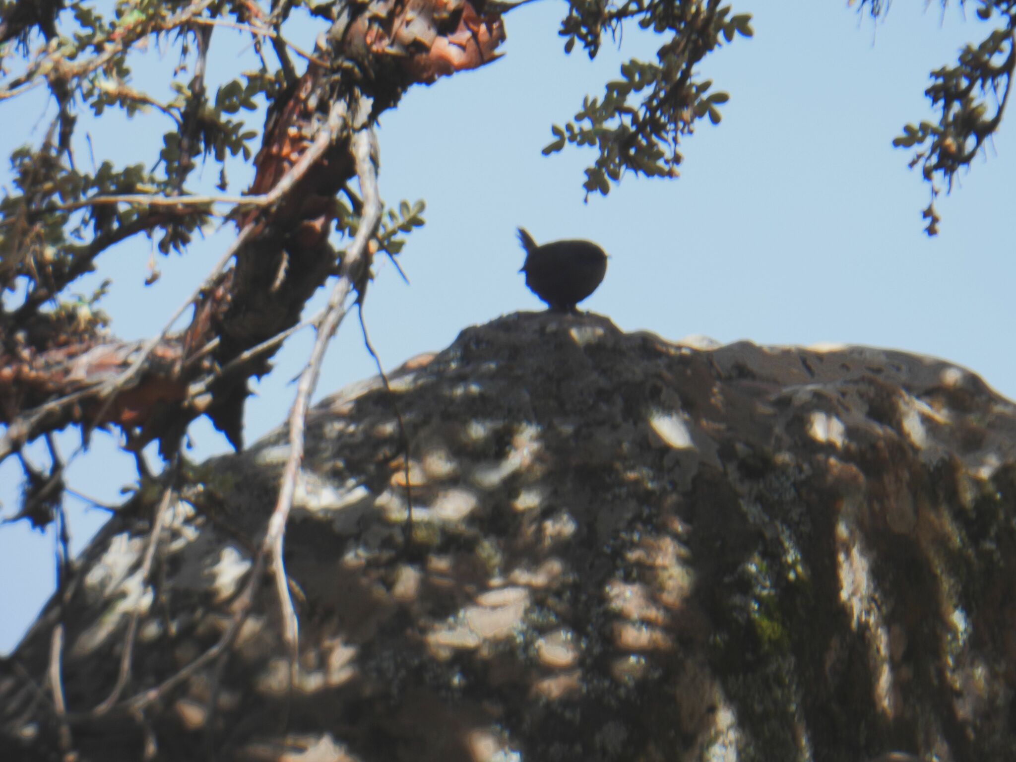 Puna Tapaculo (Scytalopus simonsi), photo 1