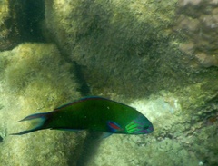 Thalassoma lunare