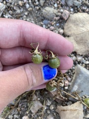 Solanum triflorum
