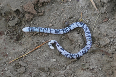 Amphisbaena fuliginosa