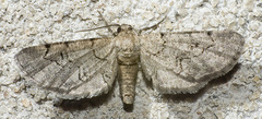 Exelis ophiurus