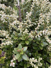 Gaultheria crassa