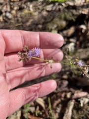 Conoclinium coelestinum