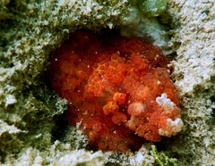 Alicia pretiosa