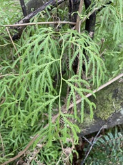 Lycopodium volubile