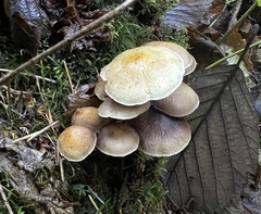 Hypholoma capnoides
