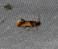 Epicallima argenticinctella