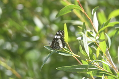 Limenitis weidemeyerii
