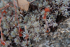 Eriogonum kennedyi