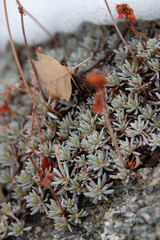 Eriogonum kennedyi