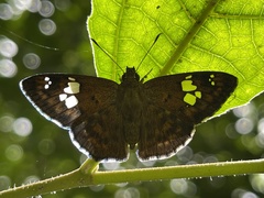 Pseudocoladenia dan