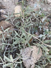 Phyla cuneifolia