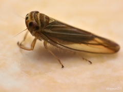 Bonneyana caldwelli