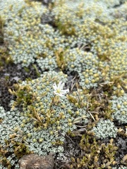 Stellaria gracilenta