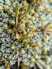 Stellaria gracilenta