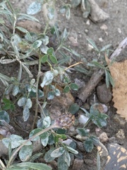 Erysiphe pisi